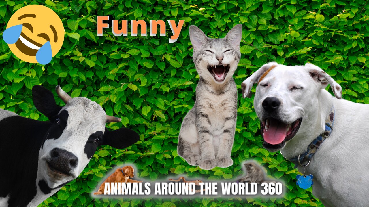 Funny animals 2022 - Cute dogs and cats doing funny things #4