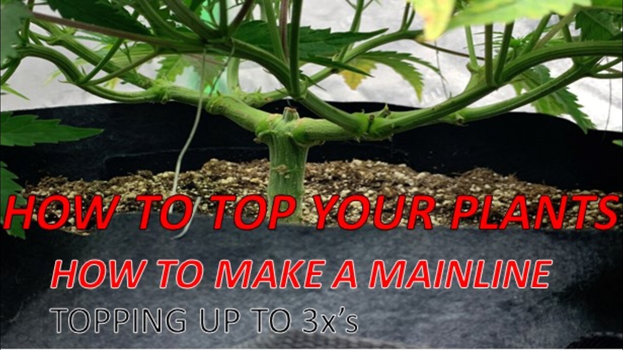 HOW TO TOP YOUR PLANTS TO MAKE A MAINLINE