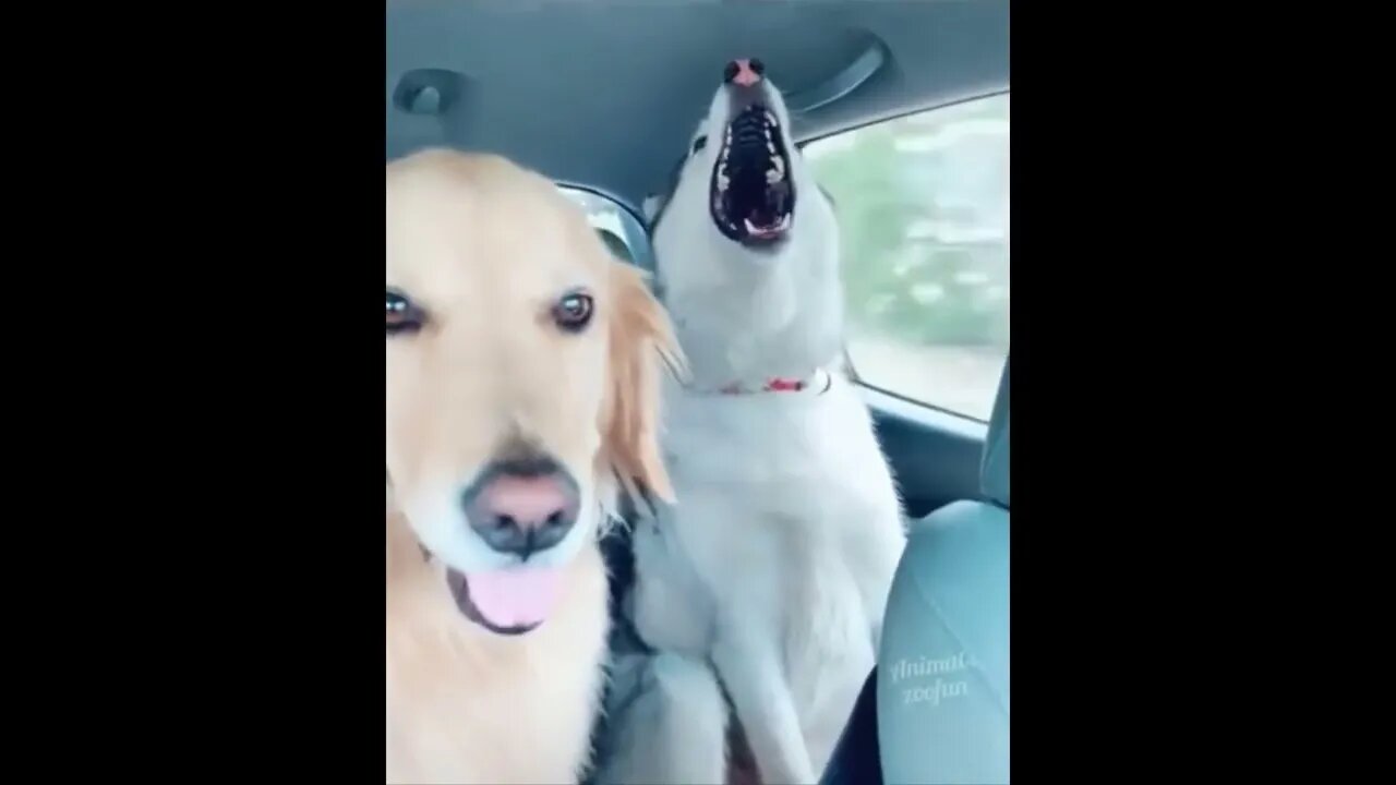 Funny Animal Video #9 March 2023 Funniest Cat and Dog Videos
