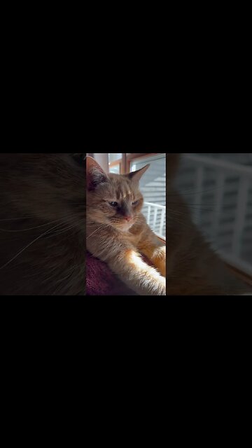 Fluffy Cat Arms Stretched into the Sun ☀️