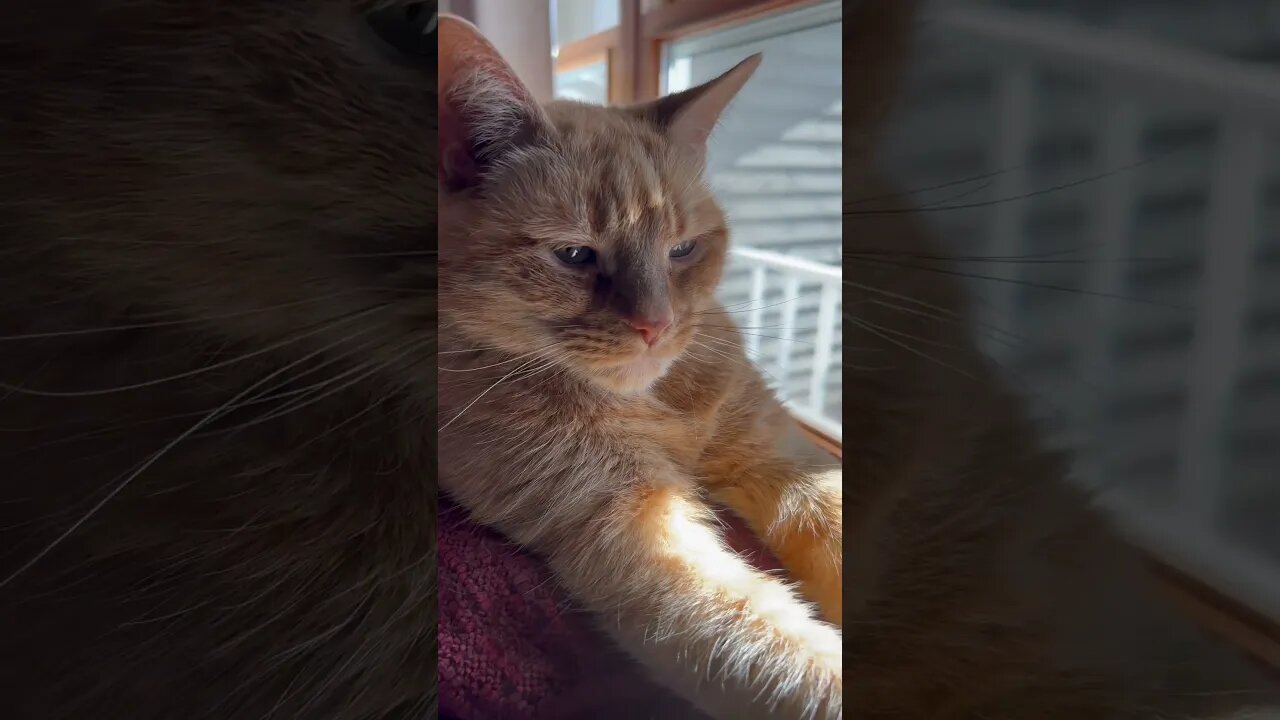 Fluffy Cat Arms Stretched into the Sun ☀️