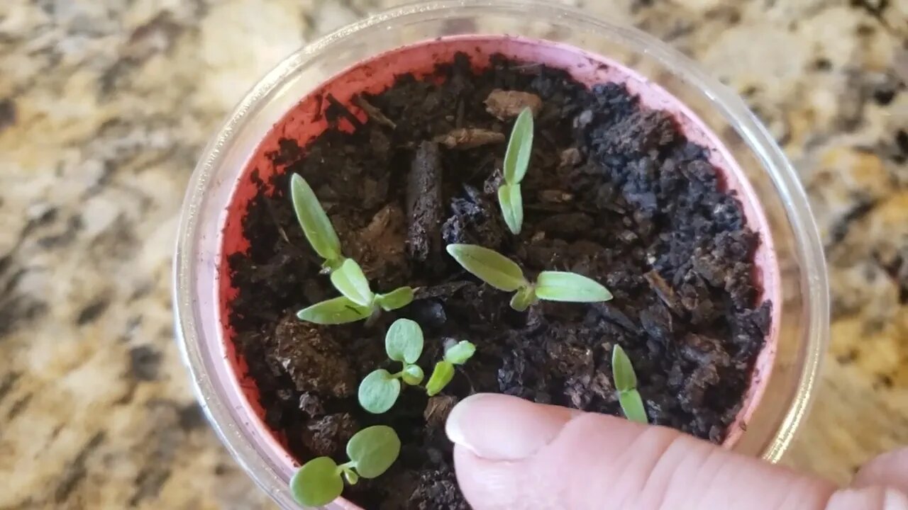 Gardening inside the house...tomatoes!
