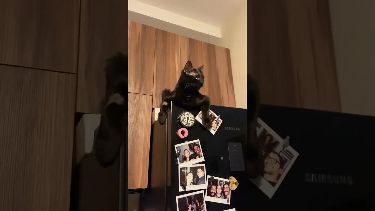 Pixie cat is enjoying her time on the top of the fridge