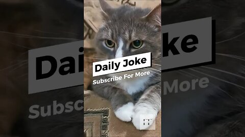 Fun Daily Joke 🤣😁😄🤣 #cats #puns #funny #laughoutloud #comedy #jokes #humor #wordplay #animalhumor