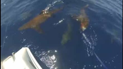 Fishermen in Australia meet a school of sharks