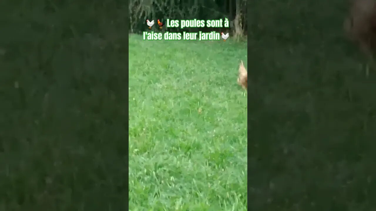 🐔🐓Les poules sont à l'aise dans leur jardin🐔