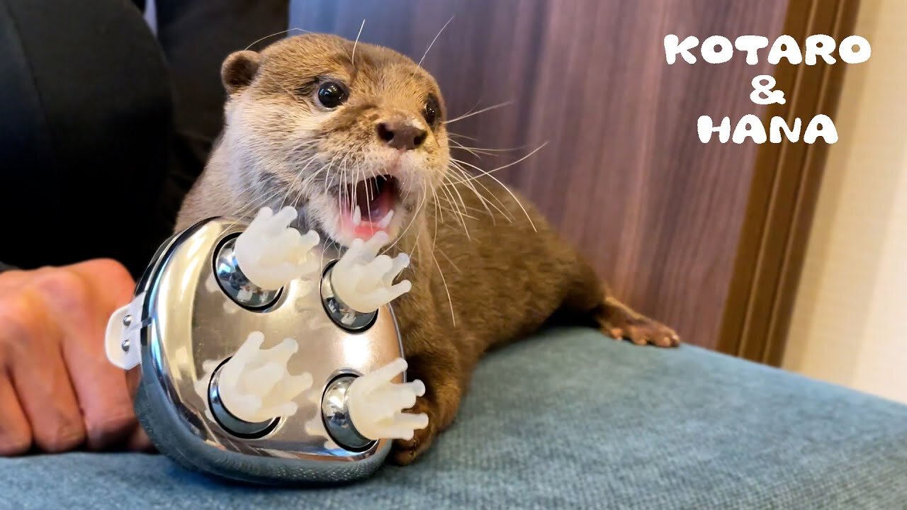 WATCH this cute otter REACT to head massager - (SUPER CUTE)