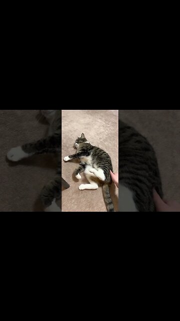 Kitty Feeling Good on Catnip