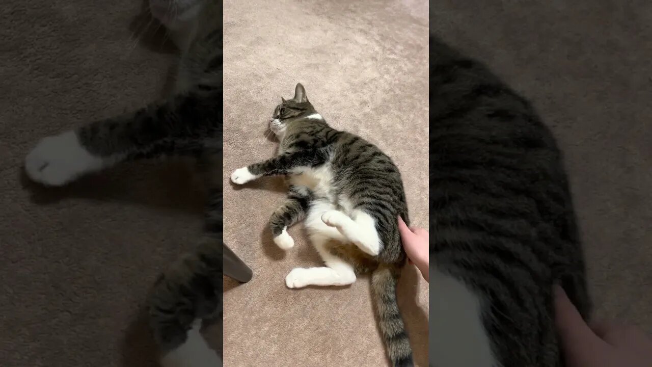 Kitty Feeling Good on Catnip