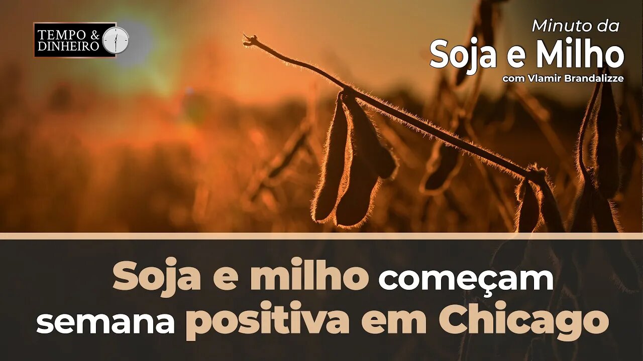 Soja e milho começam semana positiva em Chicago avalia Brandalize