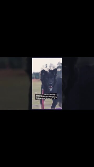 hard to compete #dog