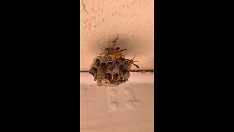 Wasp Housing Project Day 2