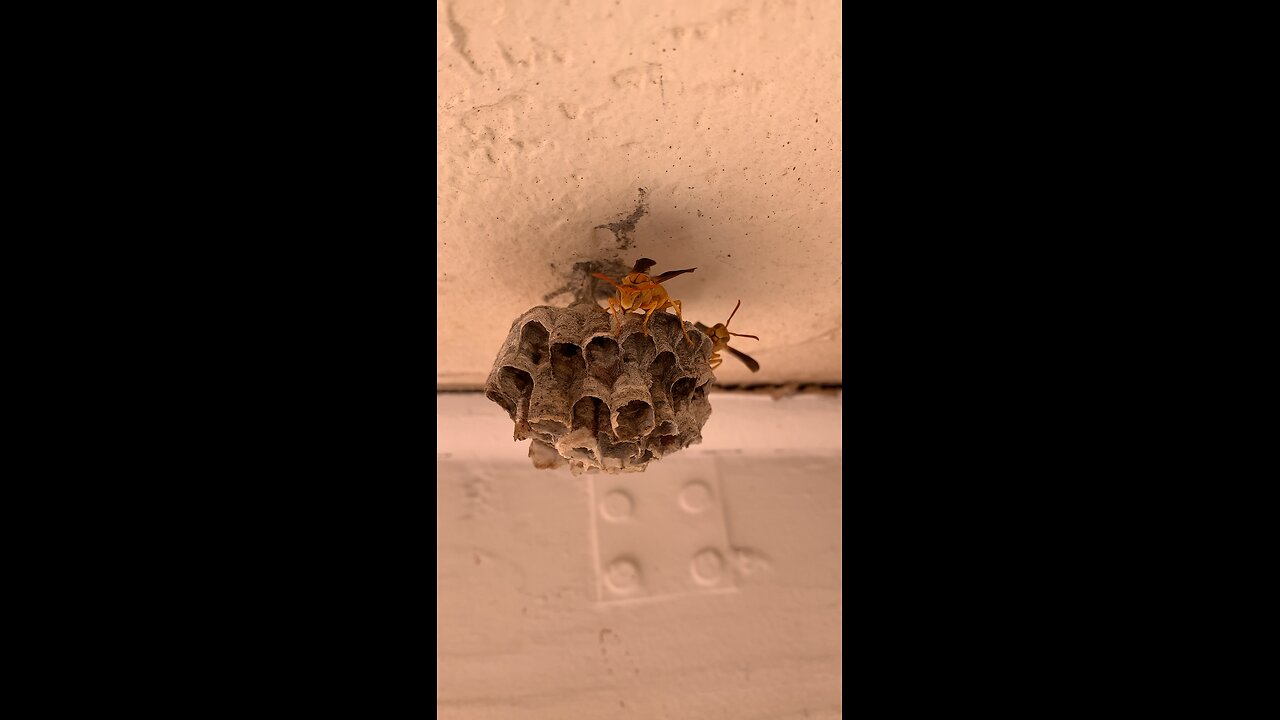 Wasp Housing Project Day 2