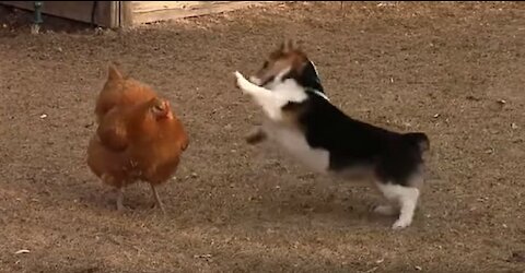 Dog Vs Chicken - Fight