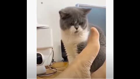 Funniest cats and dogs 🐶🐱