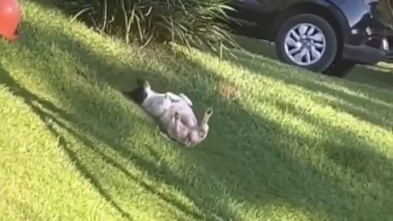 Dog Loves To Slide Down A Hill