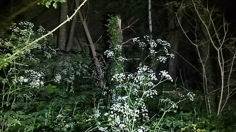 The Haunted High Downs WORTHING