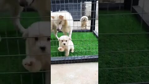 mama & puppy Eskimo fun time #trending #viral #viral #shorts #eskimo