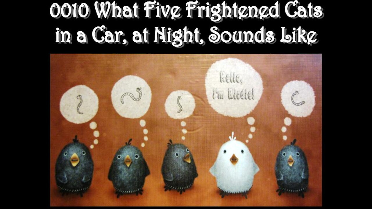 0010 Five Frightened Cats in a Car at Night