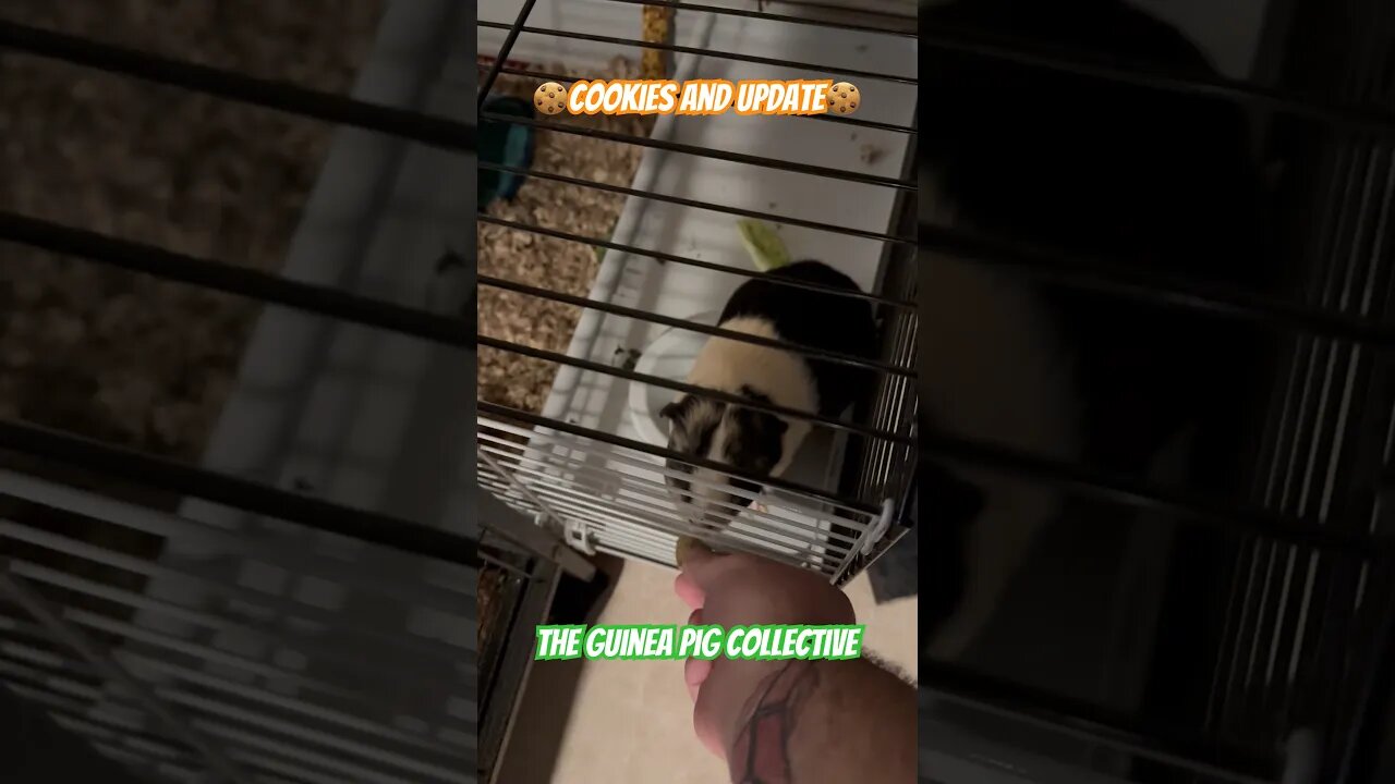 🍪Cookies and Update🍪 The Guinea Pig Collective #channelupdates #channel #guineapigs #pets