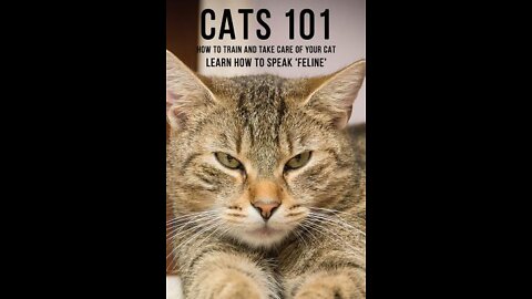 Basic Cat Training Tips