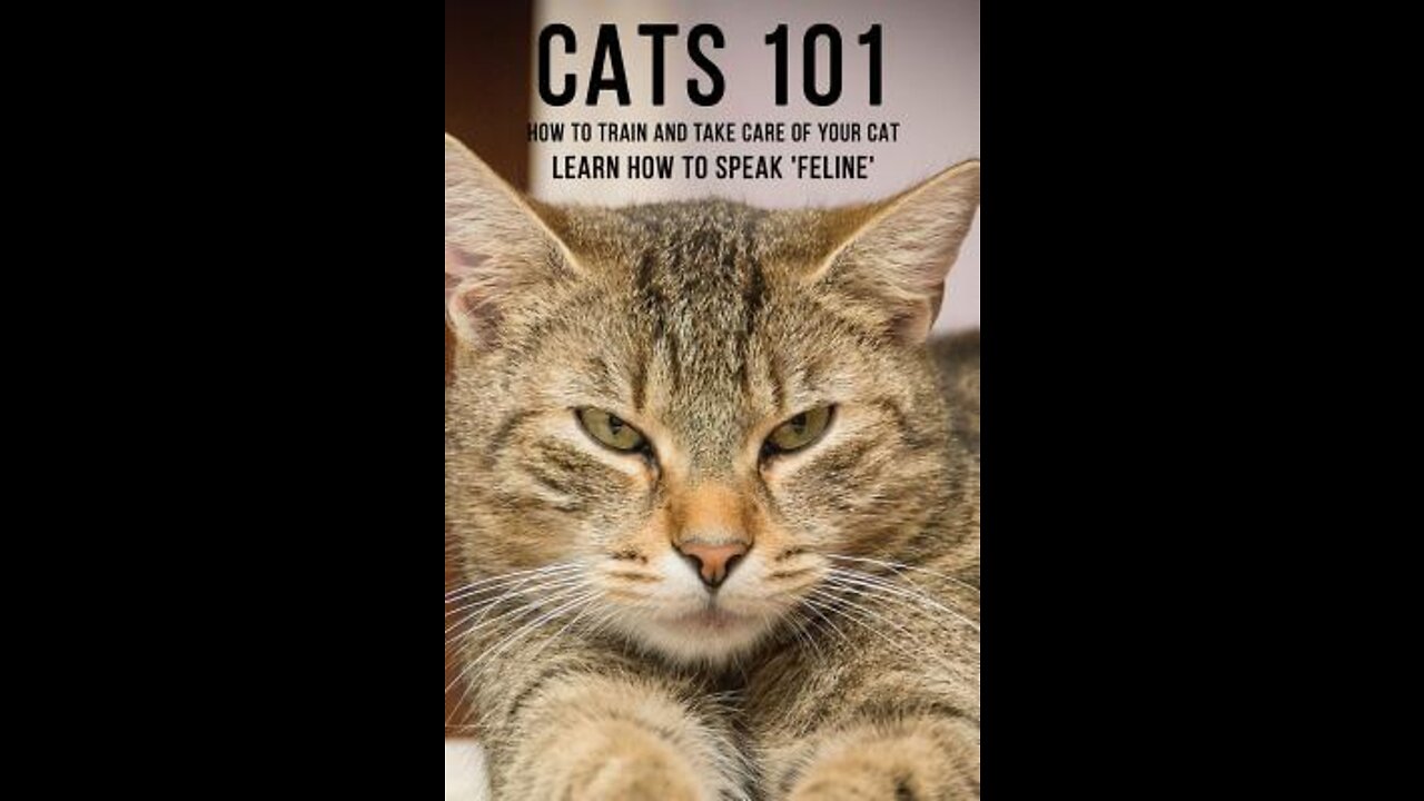 Basic Cat Training Tips