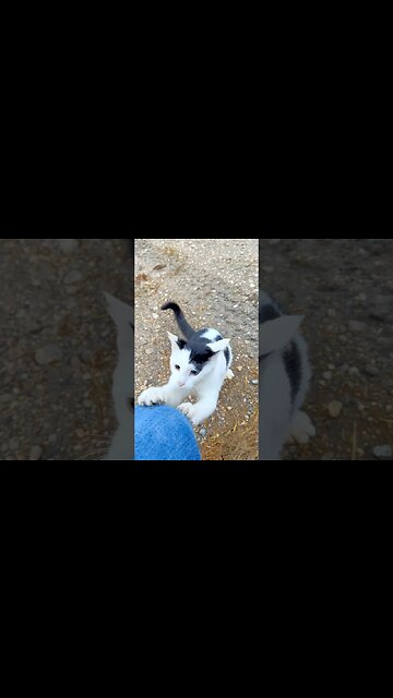 Playful Kitten on the Farm #Kitten #Playful_Kitten