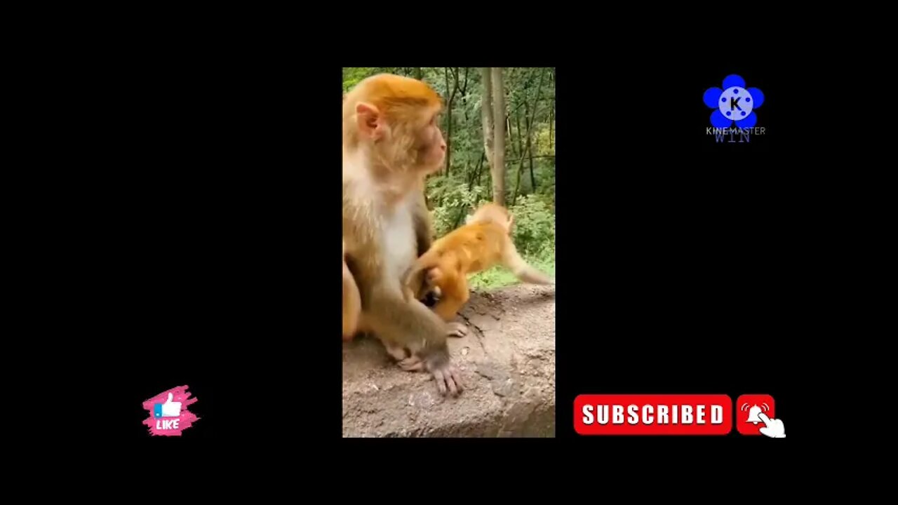 Cute Monkey Baby Funny and Cute Animals