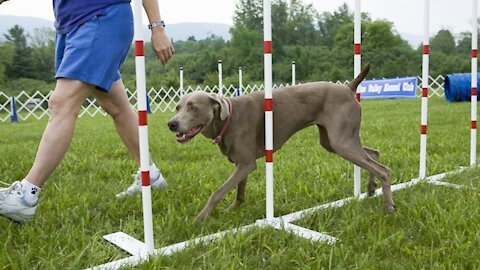 Teaching dogs to guard people and objects like a pro