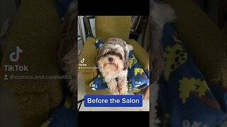 Tiny the #EwokBaby gets a haircut #dog #puppy #cute