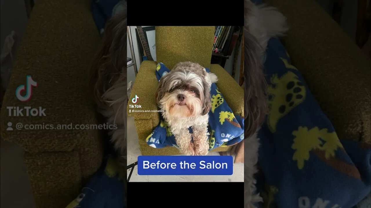 Tiny the #EwokBaby gets a haircut #dog #puppy #cute