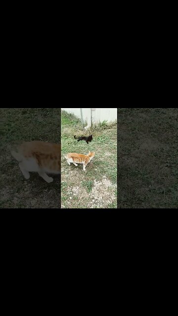 These Cats Rough housing #viral #viralvideo #cat #viralcat