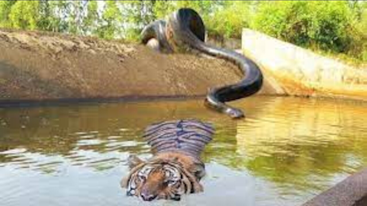 Frog Rescued by a Tiger from Snake