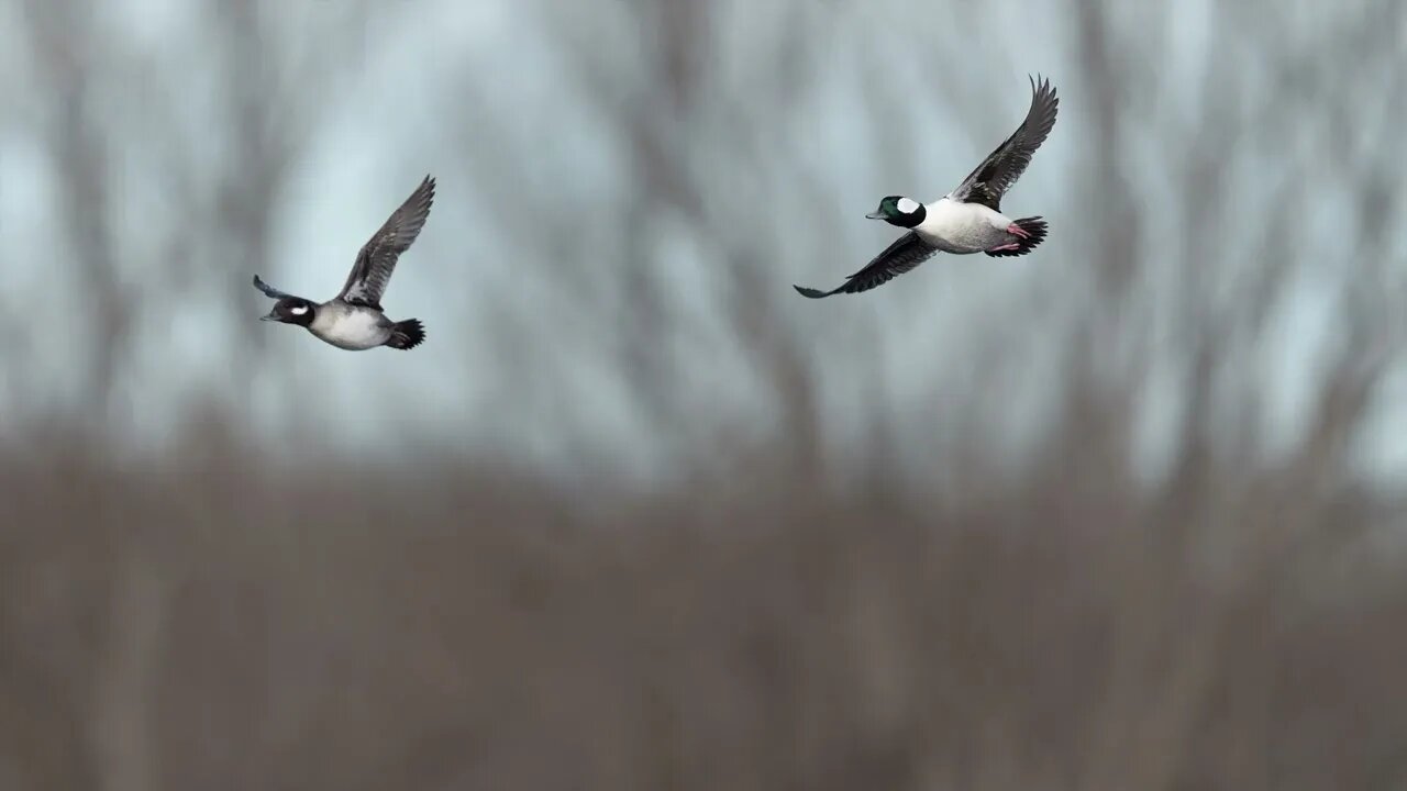 Bufflehead Couple in Flight, Sony A1/Sony Alpha1, 4k