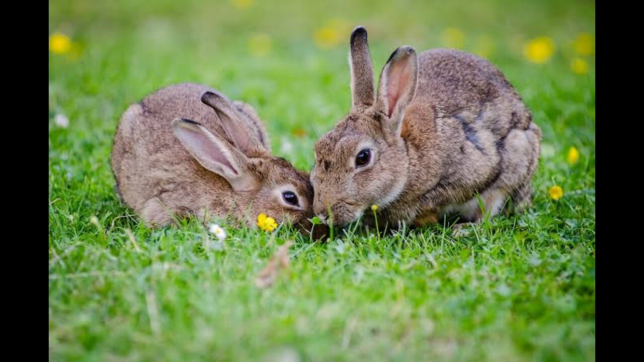 Two beautiful rabbits are eating grass.