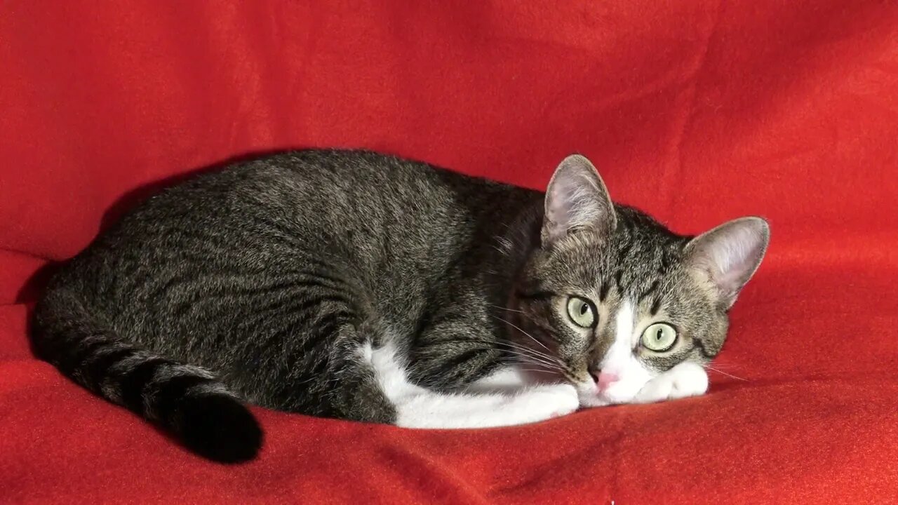 Cat Looks around very Attentively