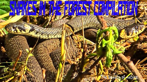 Snakes in the forest compilation / beautiful grass snakes in the forest.