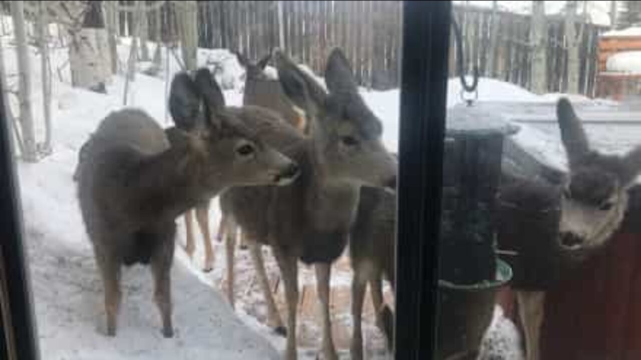 Deer eat from bird feeder