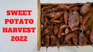 SWEET Potato Harvest 2022 - New trick we learned!