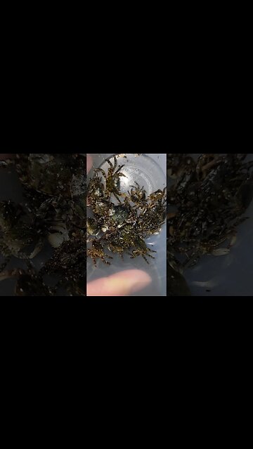 Invasive Asian Crabs🧐
