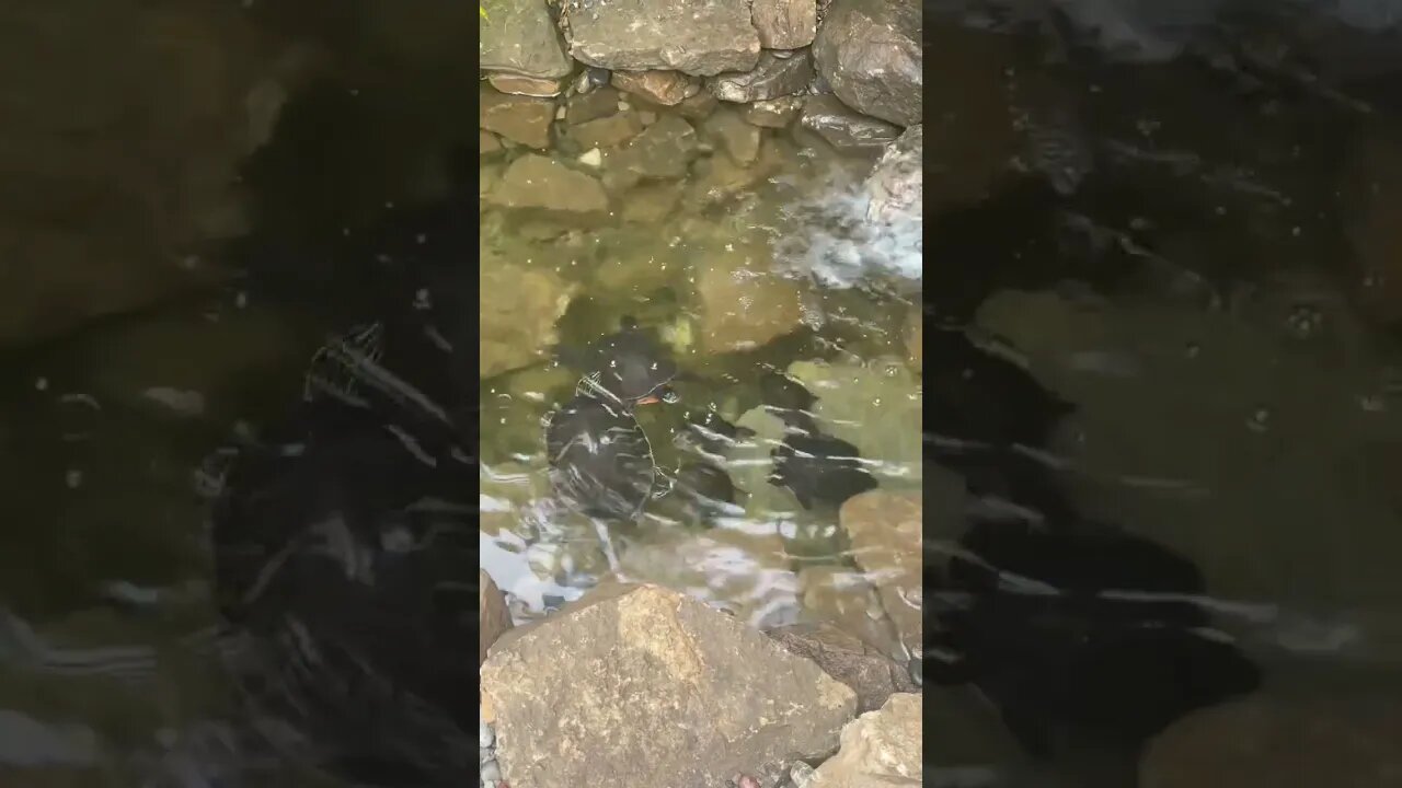 Turtles having a soak! #turtle #turtlepond #turtles #shorts #ponds #pond