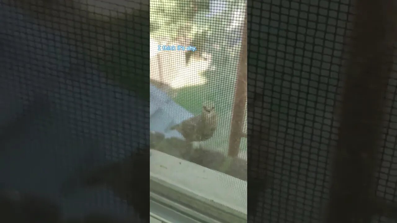 bird on the sill