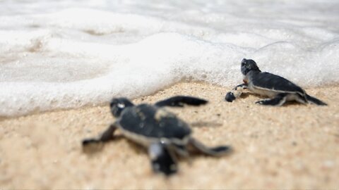 Darling Turtles Swimming and Moving Slowly - Very Charming.