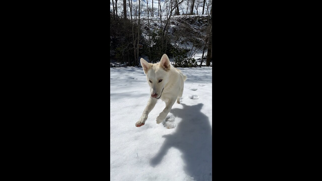 White German Shepard playing in the snow