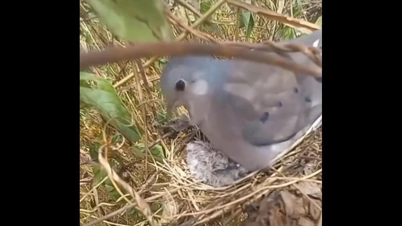 Bird known as ponbinha