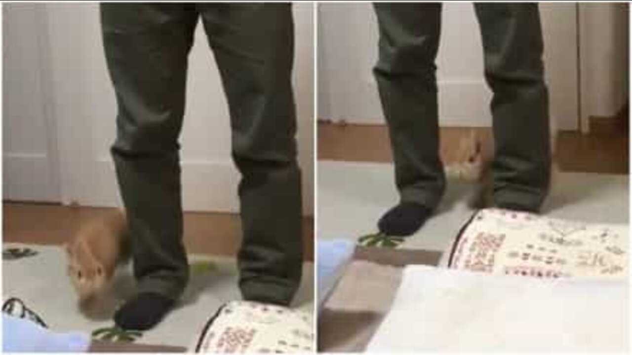 ウサギの朝の日課エクササイズ