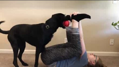 Une séance de yoga interrompue par un chien