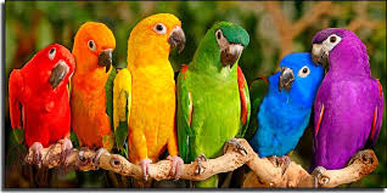 Colorful Parrots Delight Neighbors!