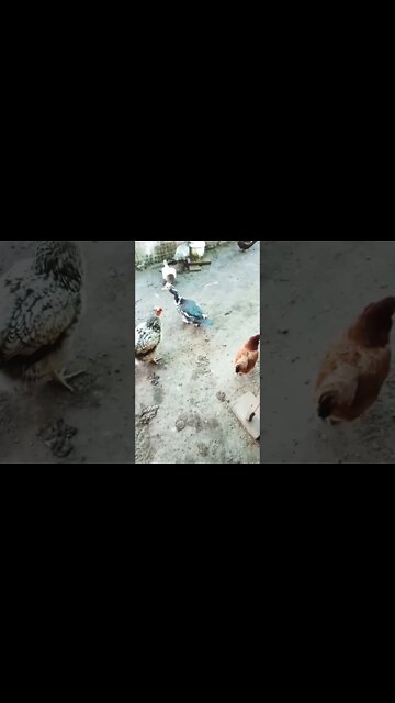 Good morning P2 Rhiannon Rusty and ducks