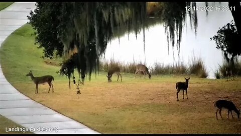 Deer Foraging For Dinner 🦌 12/14/22 16:32